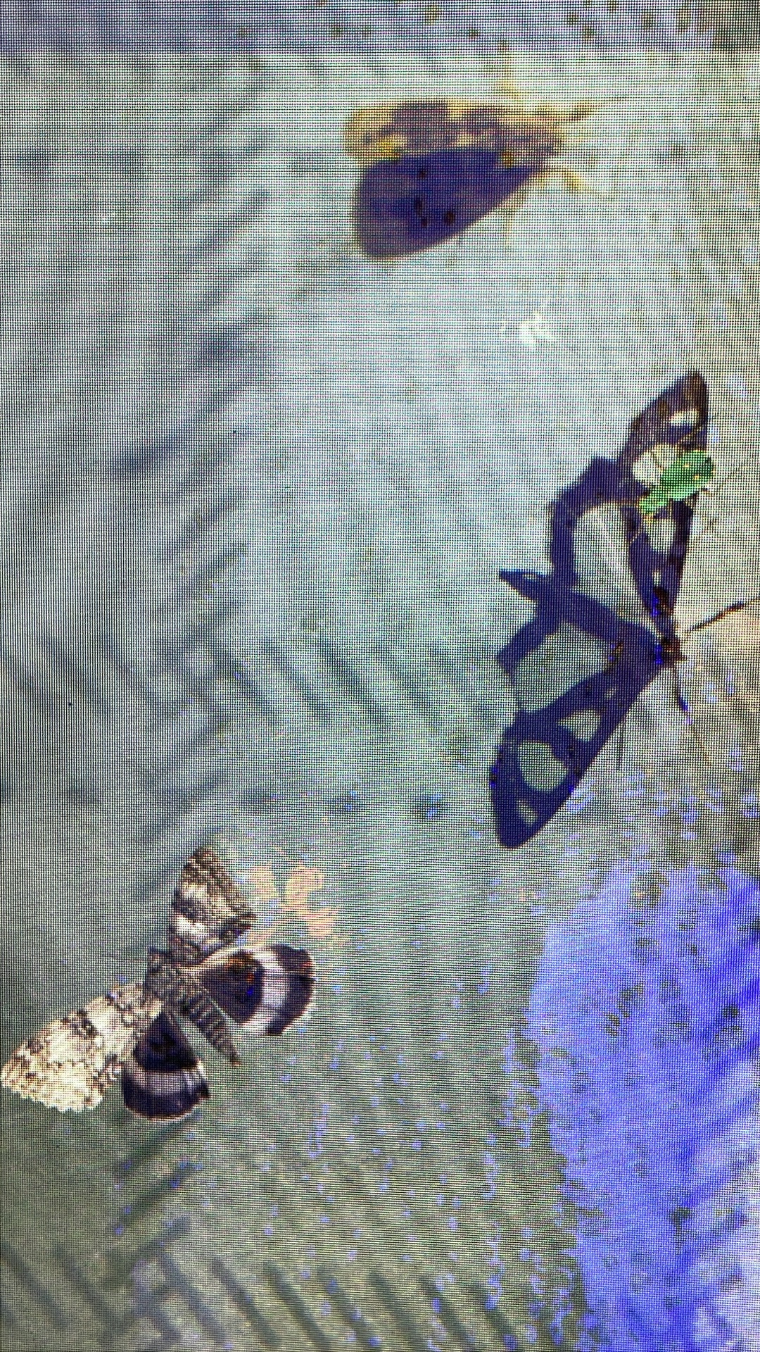 DARK — 2025 — A still from a scene in which an image of a physical moth overlaps with an animation of digital butterflies. — Tokyo — by Sander Wassink — photo Itami Go