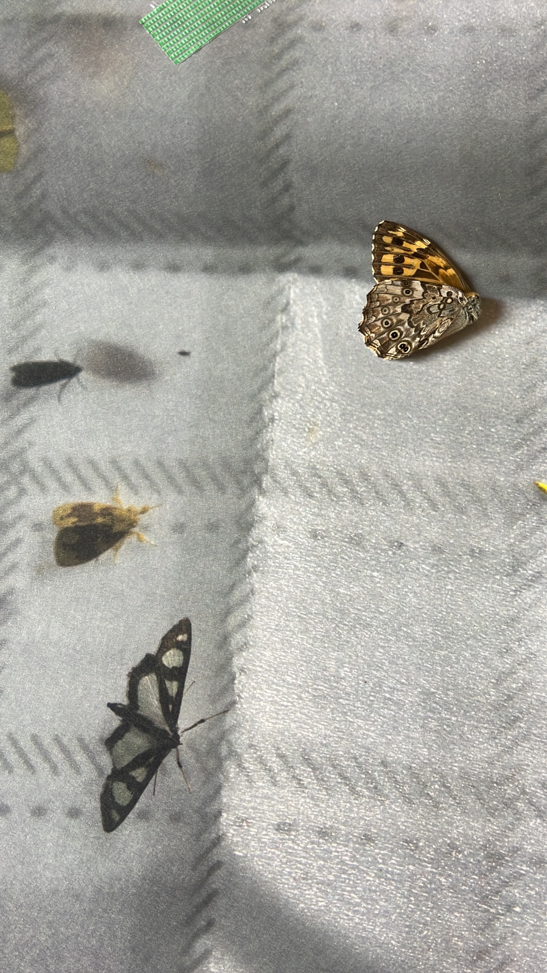 DARK — 2025 — Tokyo — by Sander Wassink