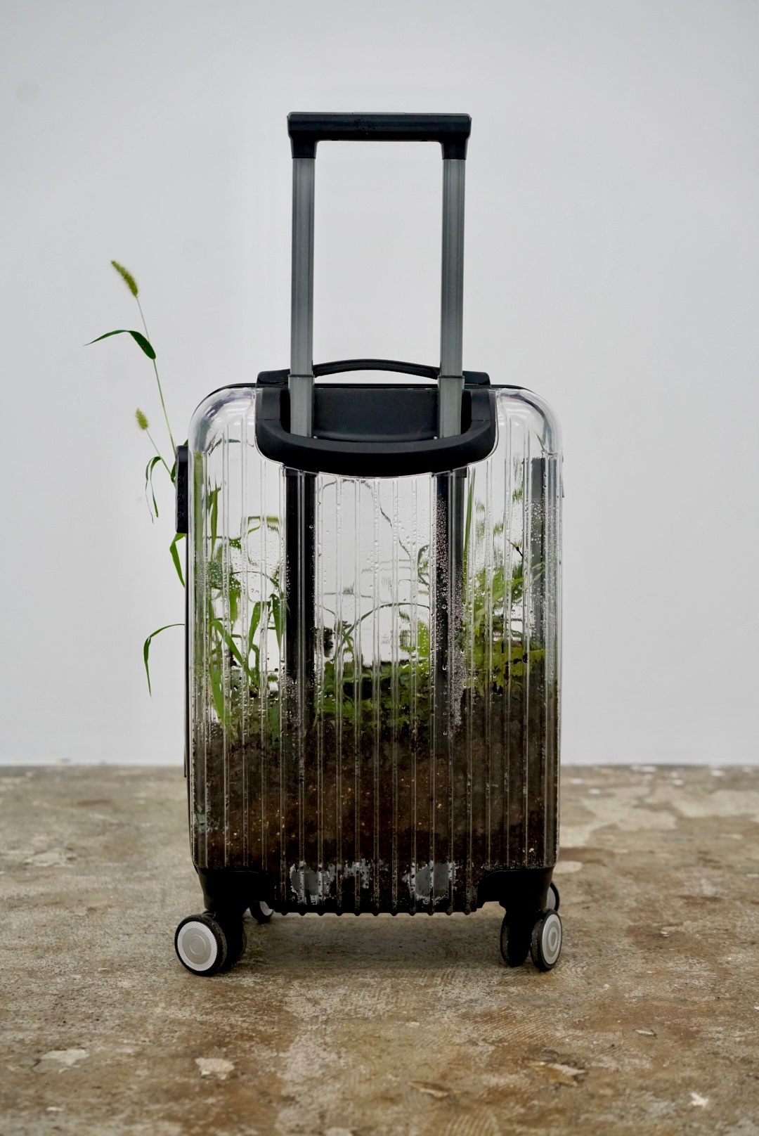 Moving — 2024 — Weeds from the streets of tokyo growing in a transparent suitcase — Tokyo — by Sander Wassink — photo Sander Wassink