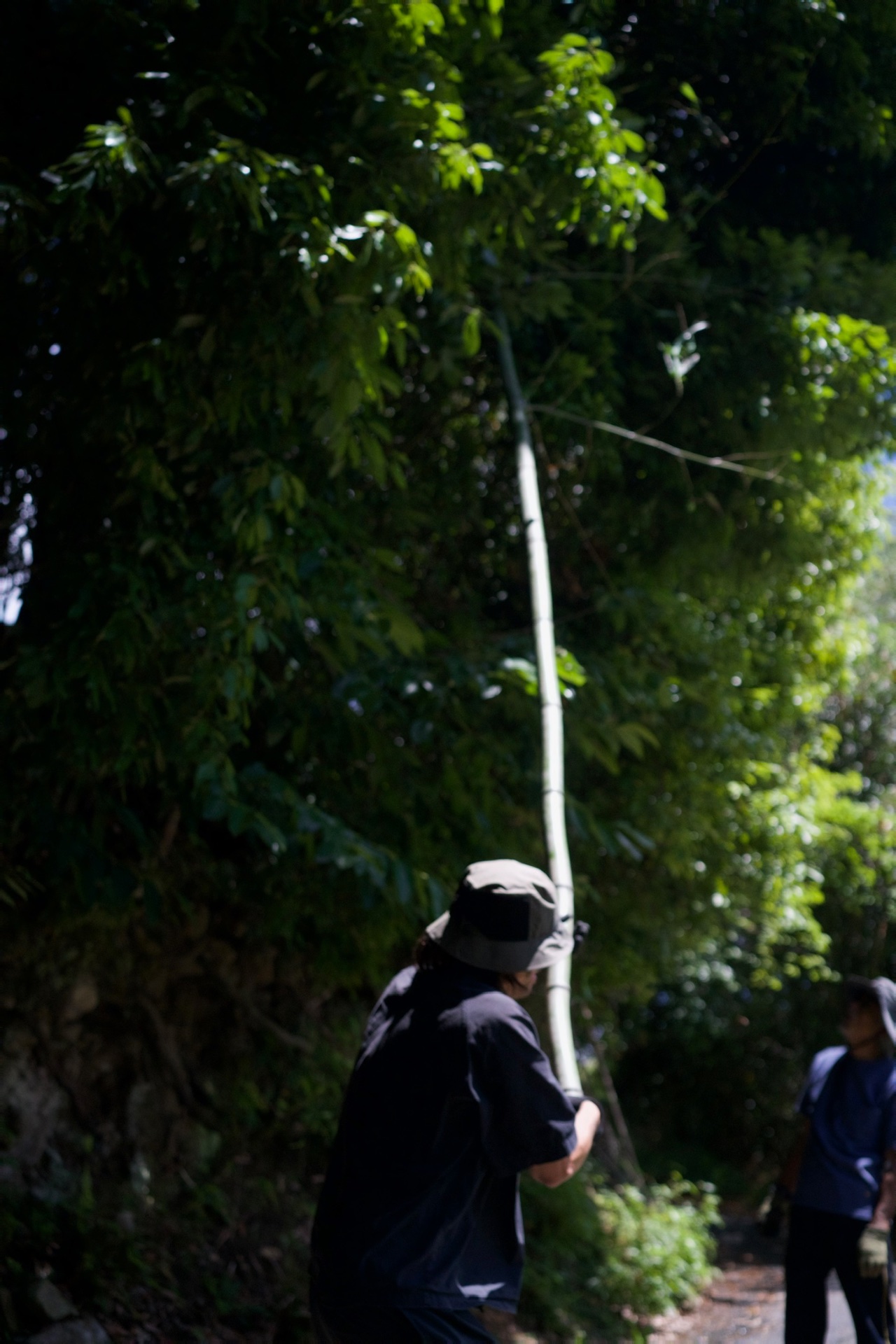 Bamboo sourcing — 2024 — by Sander Wassink — photo Sander Wassink